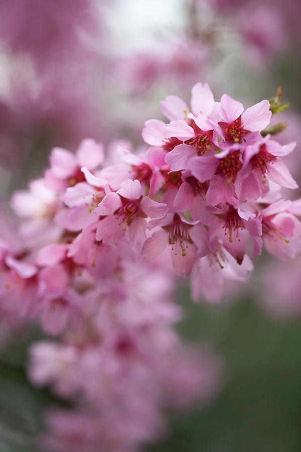 Cherry Blossom Photograph by Yelena Strokin