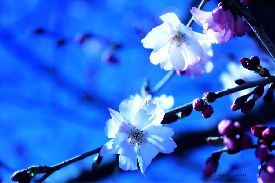 Cherry Blossom Photograph By Yolanda Lee - Fine Art America