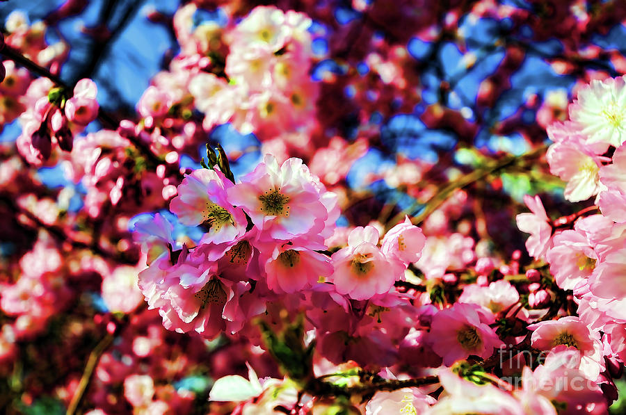 Cherry Blossoms 1 Photograph by Paul Ward