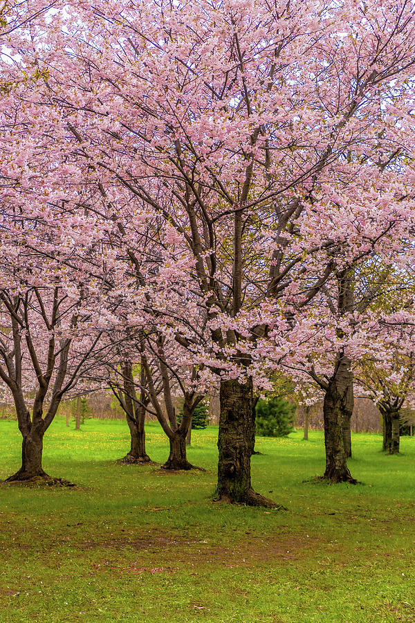 Cherry Blossoms 2 Photograph by Steve Harrington