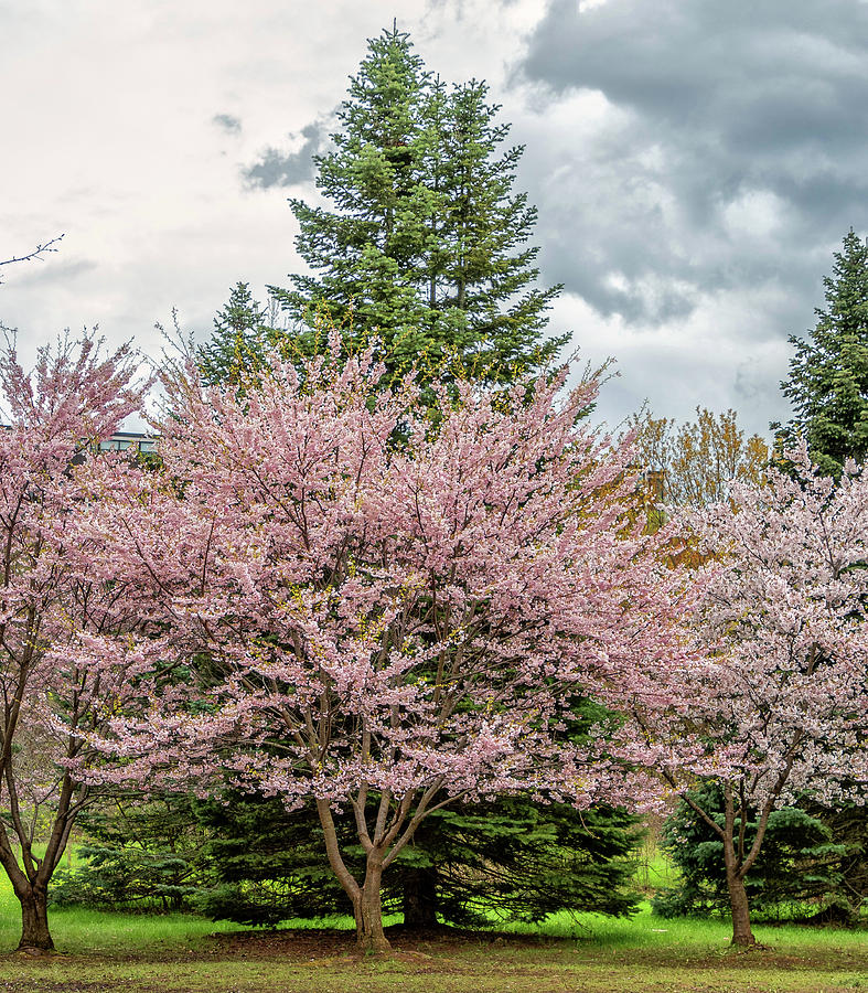 Cherry Blossoms 4 Photograph by Steve Harrington