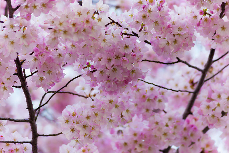 Cherry Blossoms 8625 by Mark Shoolery Cherry Blossoms 8625 by Mark Shoolery