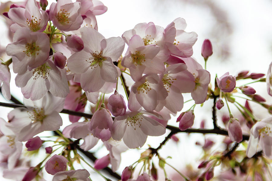 Cherry Blossoms Photograph by Aashish Vaidya