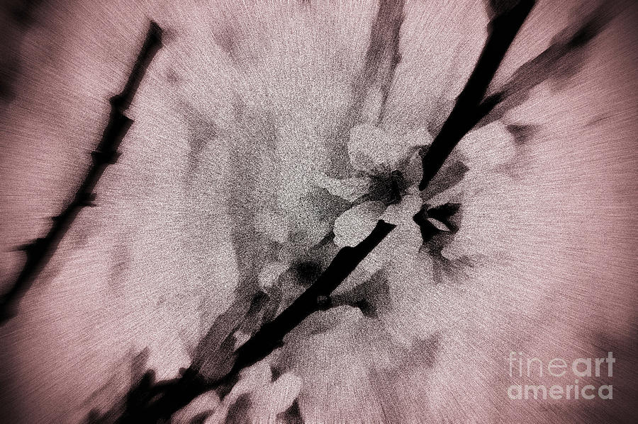 Cherry Blossoms Abstracted Digital Art