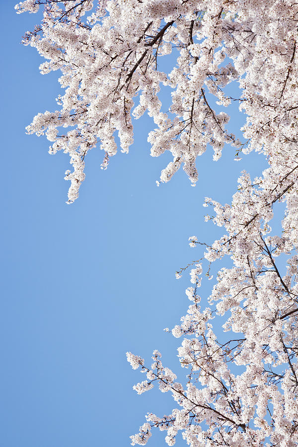 Cherry Blossoms Against Blue Sky Photograph by Tom Bonaventure