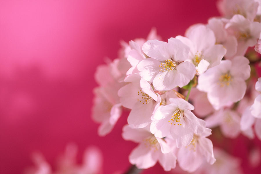 Cherry Blossoms Against Magenta Photograph by Ooyoo