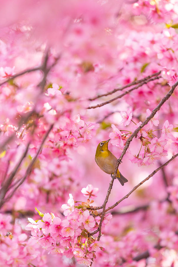 Cherry Blossoms And Bird Photograph by Liang Chen