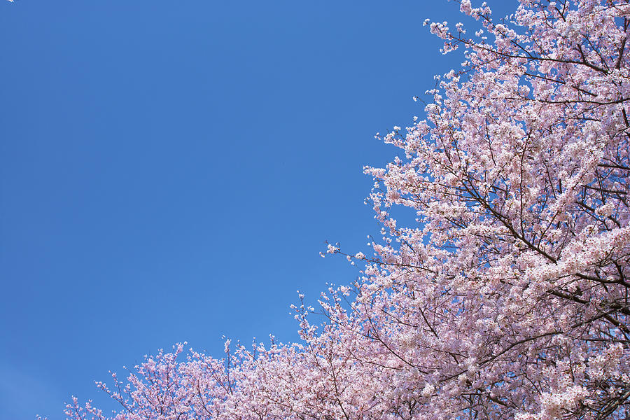 Cherry Blossoms And Blue Sky by Noriyuki Araki