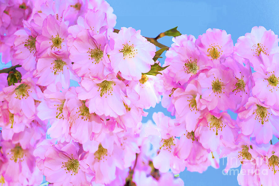 Cherry Blossoms and Blue Sky Photograph by Regina Geoghan
