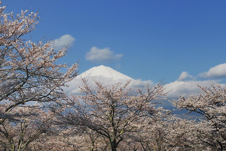 Cherry Blossoms And Mount Fuji Photograph by Lucia Terui
