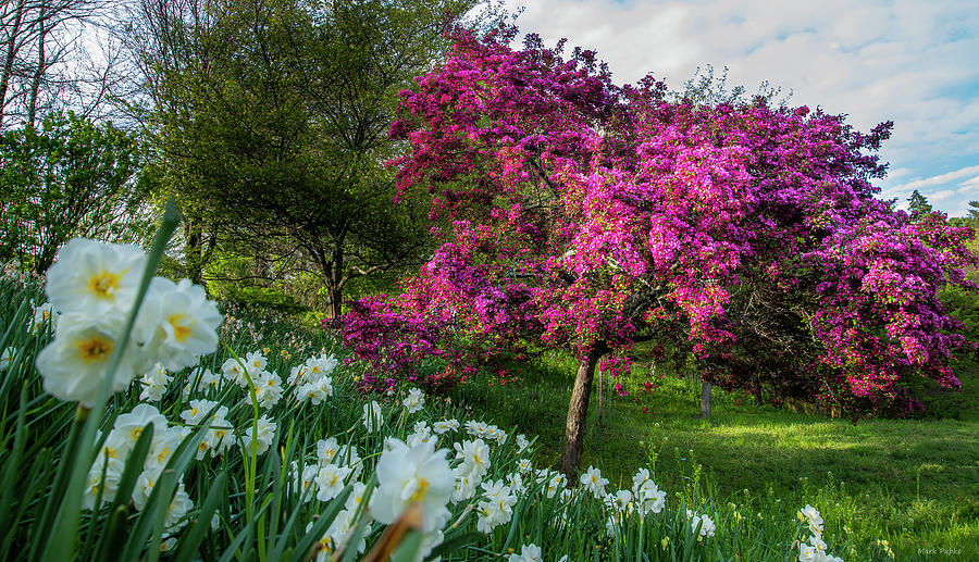 Cherry Blossoms And White Daffodils At Highland Park Photograph by Mark Papke