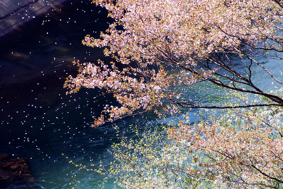 Cherry Blossoms Are Scattered To The Photograph by All Rights Reserved
