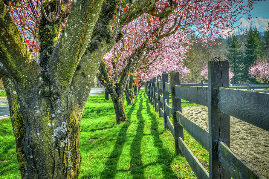 Cherry Blossoms at Cascade Meadows Photograph by Spencer McDonald