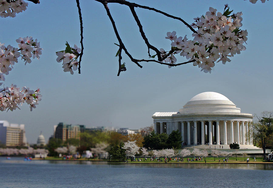 Cherry Blossoms At Jefferson Memorial Photograph by L. Toshio Kishiyama