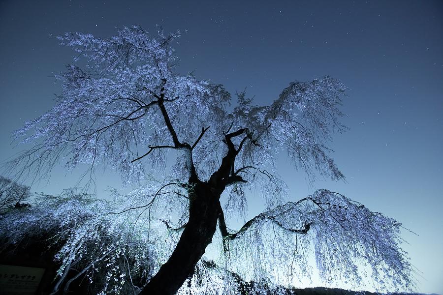 Cherry Blossoms At Night Photograph by Noriyuki Araki