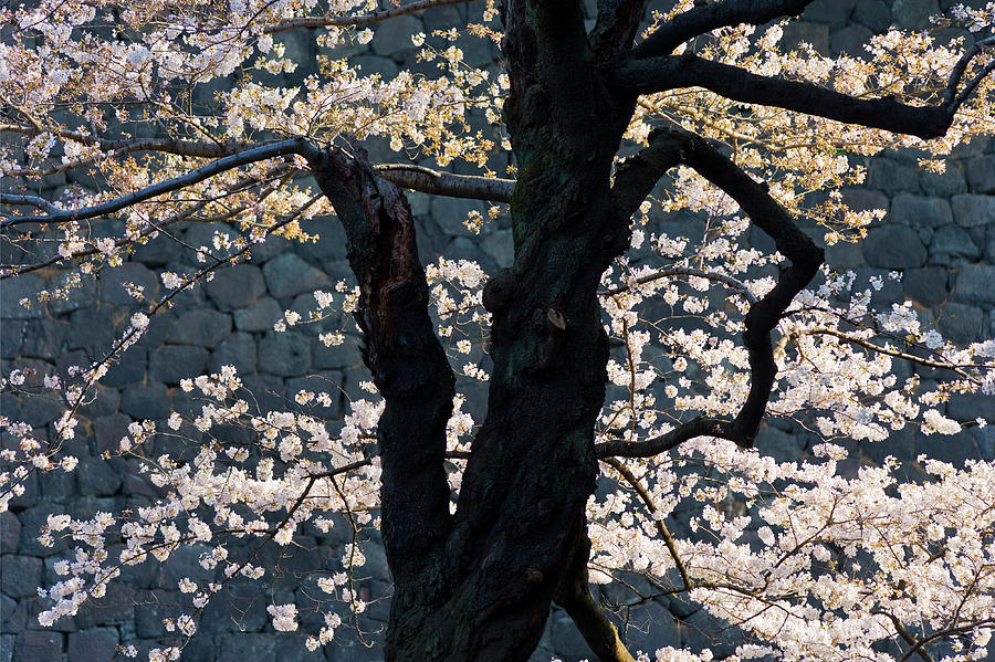 Cherry Blossoms At The Imperial Palace Photograph by B. Tanaka