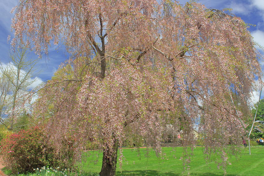 Cherry Blossoms At Tower Hill Photograph
