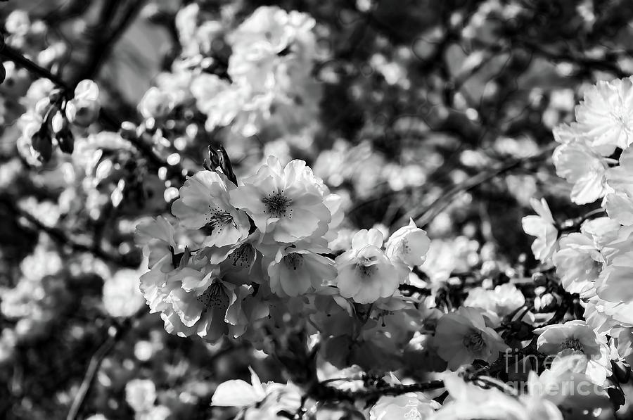 cherry blossom painting black and white