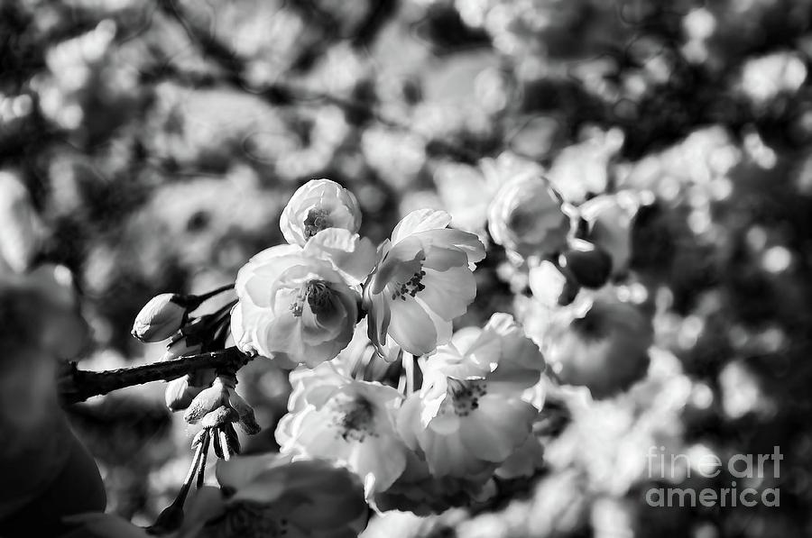 Cherry Blossoms black and white 2 Photograph by Paul Ward
