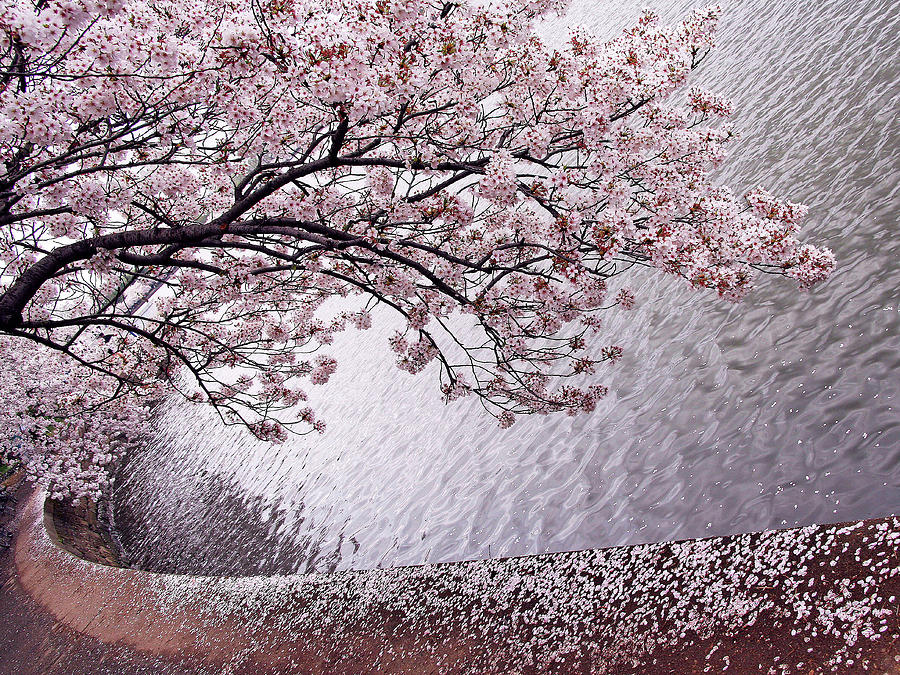 Cherry Blossoms Photograph by Cora Wandel