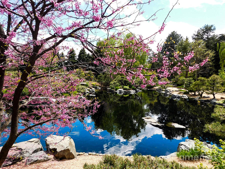 Cherry Blossoms Photograph by Cynthia Crabtree - Fine Art America