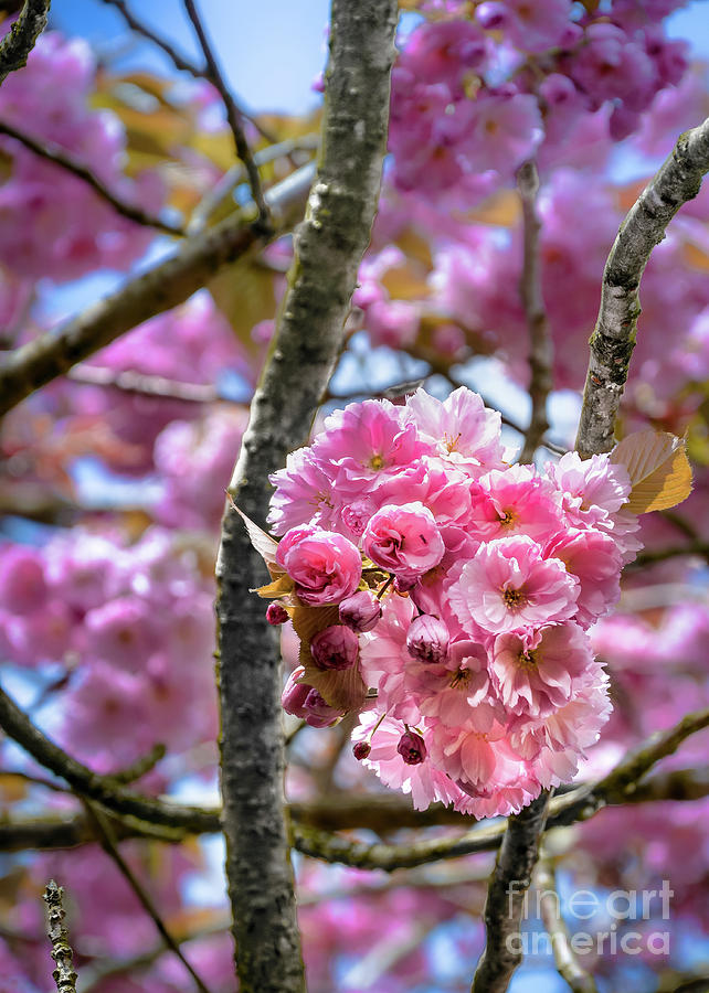 Cherry blossoms Photograph by David Meznarich