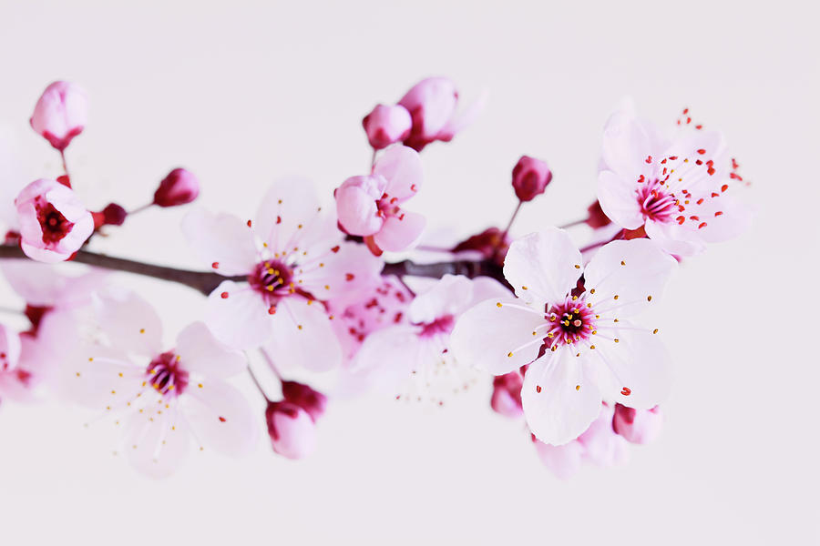 Cherry Blossoms Photograph by Fernandoah
