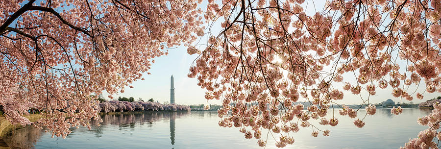 Thomas Jefferson Photograph - Cherry Blossoms Frame The Washington by Ogphoto