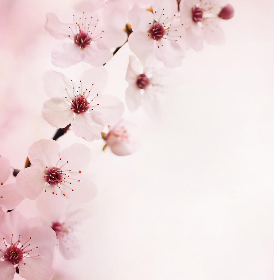 Cherry Blossoms Photograph by Gilaxia