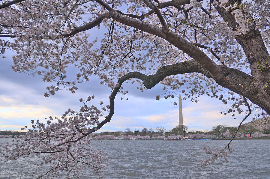 Cherry Blossoms Hdr Photograph by Matthew T. Carroll