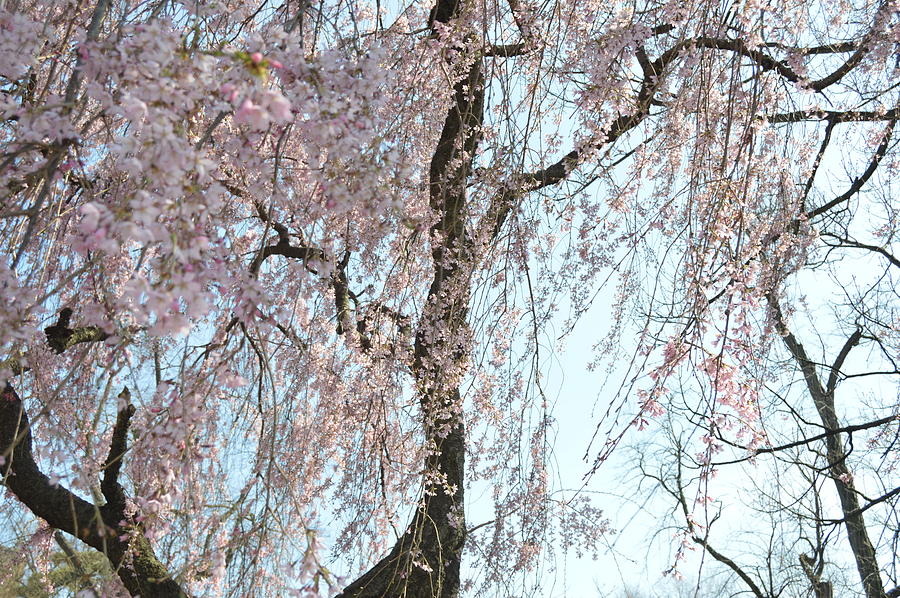Cherry Blossoms II Photograph