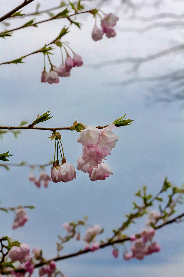 Cherry Blossoms - Impressionist Photograph by Robert Ullmann