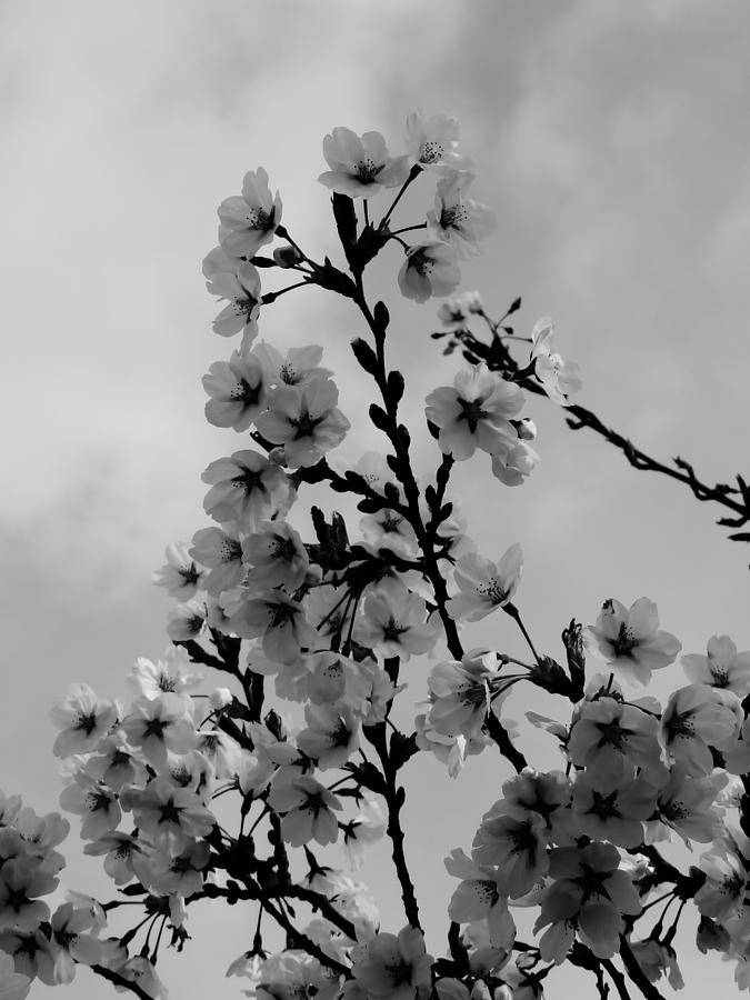 Cherry Blossoms in Black and White Photograph by Rebecca Militello