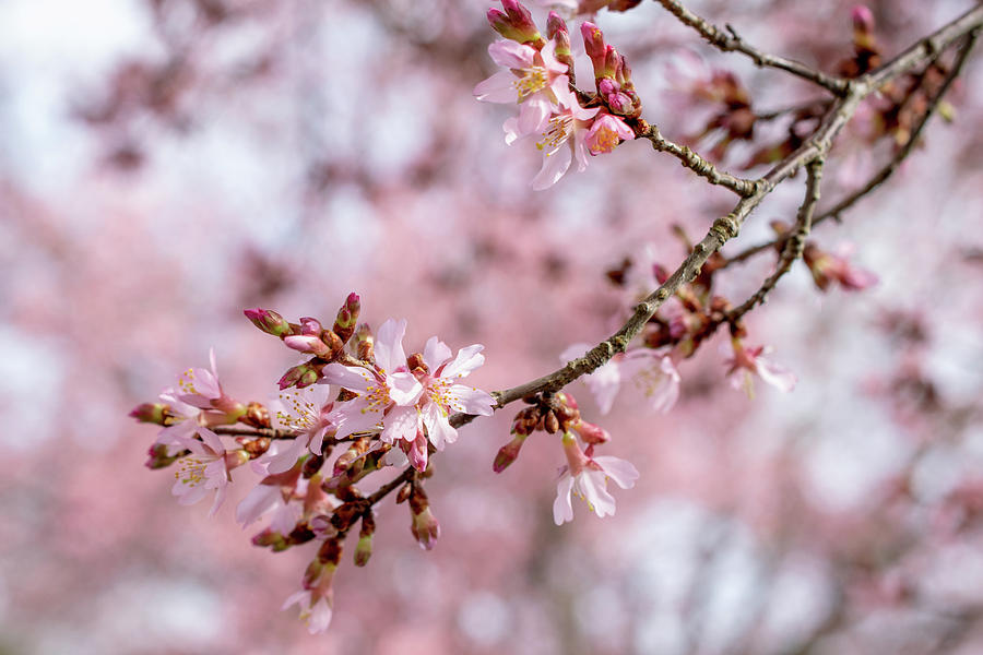 Cherry Blossoms in Bloom Photograph by Mary Ann Artz