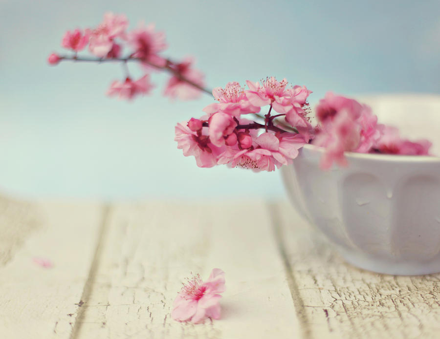 Cherry Blossoms In Bowl Photograph by Hayley Johnson Photography
