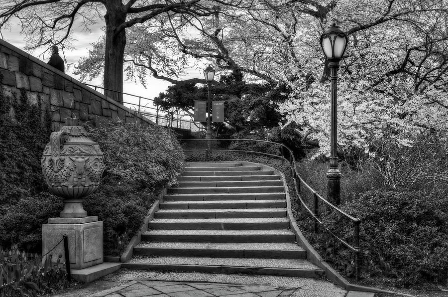 Cherry Blossoms In Central Park NYC BW Photograph by Susan Candelario