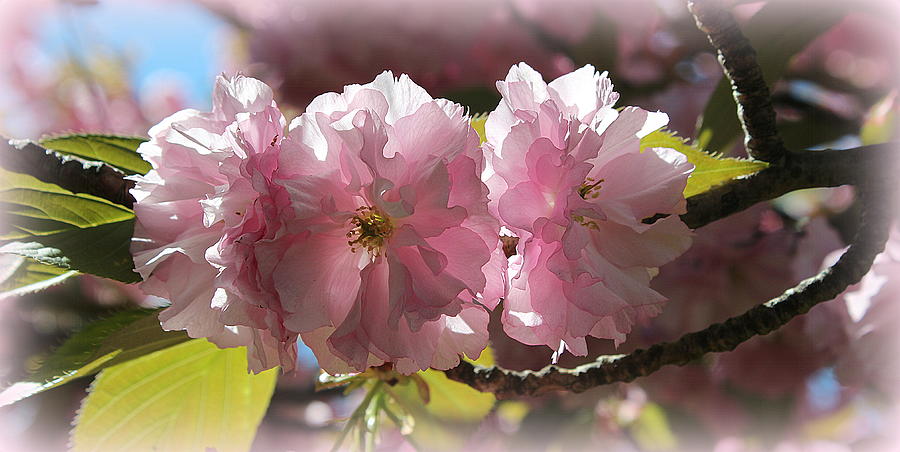Cherry Blossoms in Early Spring Photograph by Dora Sofia Caputo