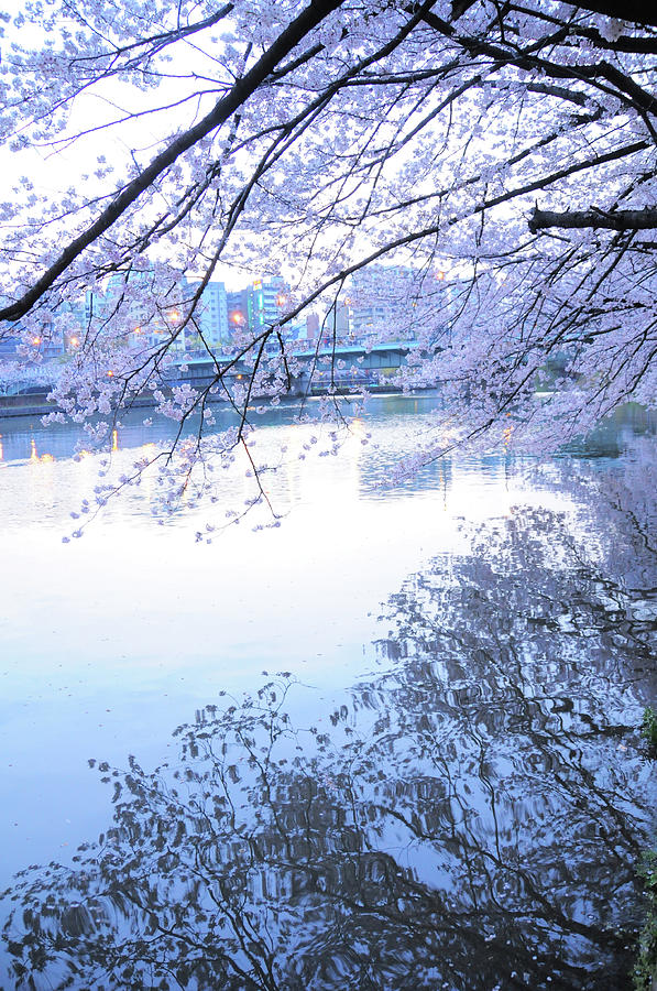 Cherry Blossoms In Evening Photograph by Please Expand The Possibility.  U3k-y