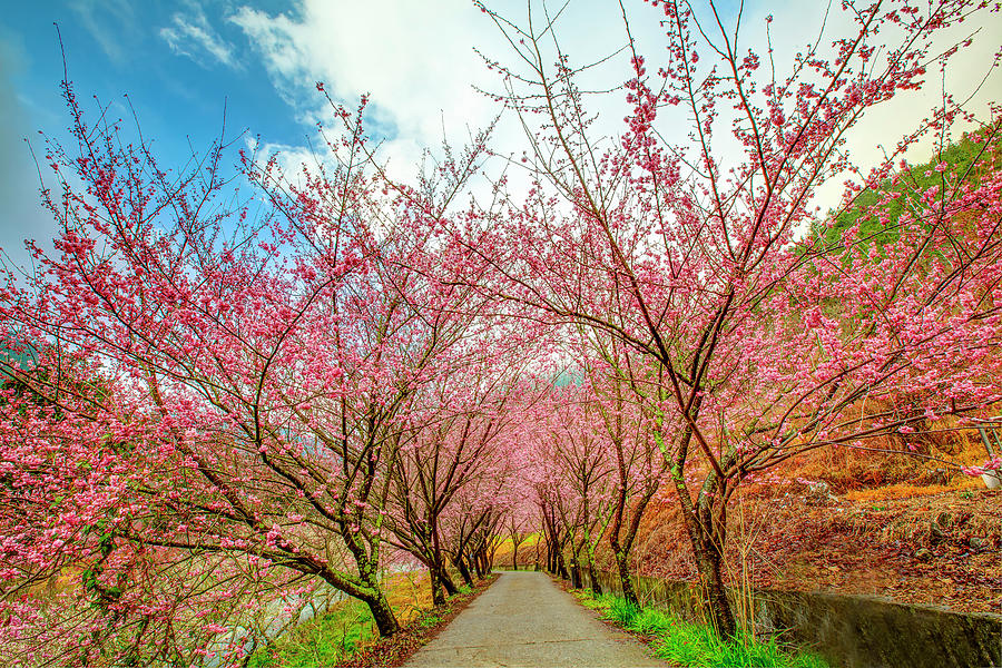 Cherry Blossoms In Full Bloom Photograph by Yeh, Yung-hung