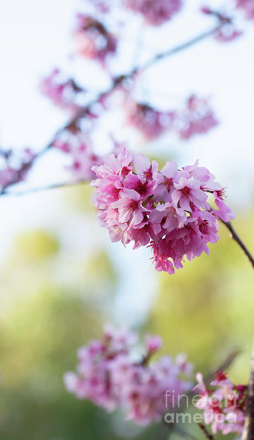Cherry Blossoms In Golden Light Photograph