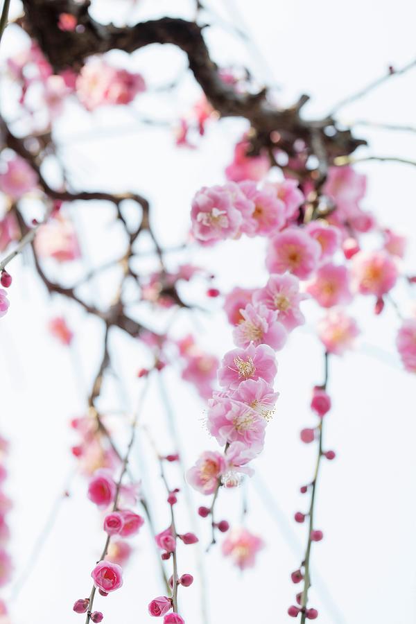 Cherry Blossoms In Japan Photograph by Jalag / Markus Kirchgessner