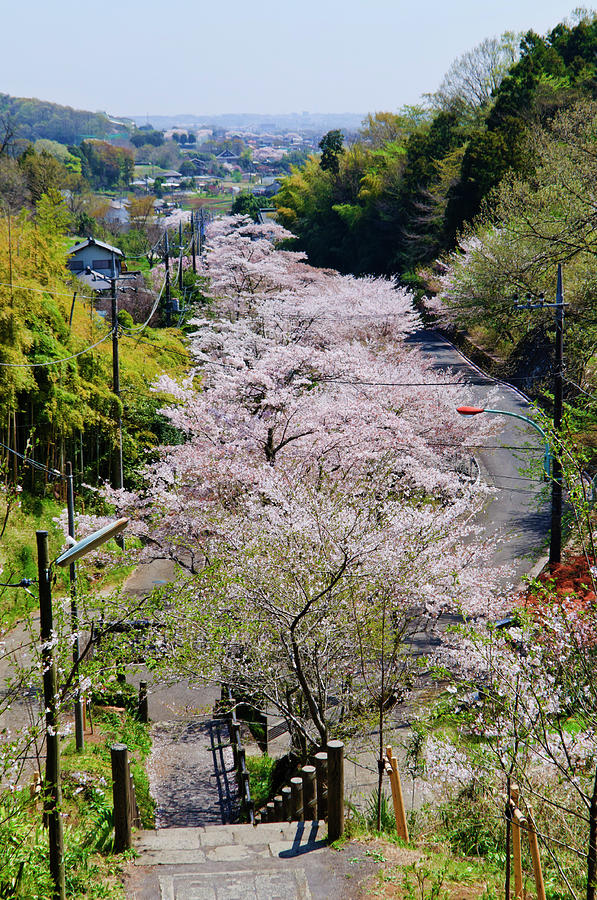 Cherry Blossoms In Mountain Village Photograph by Glittering Star. A Whisper Of Trees. The Noise Of The Town.
