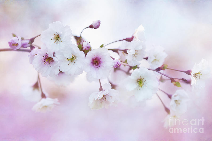 Cherry Blossoms in Pastel Pink Photograph by Anita Pollak
