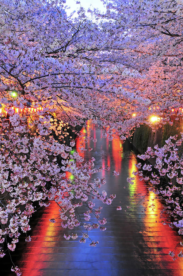 Cherry Blossoms In The Evening In Photograph by Tom Bonaventure