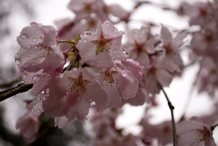 Cherry Blossom Rain