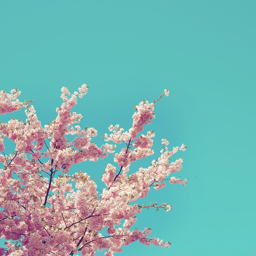 Cherry Blossoms In The Sky Photograph by Besim Mazhiqi