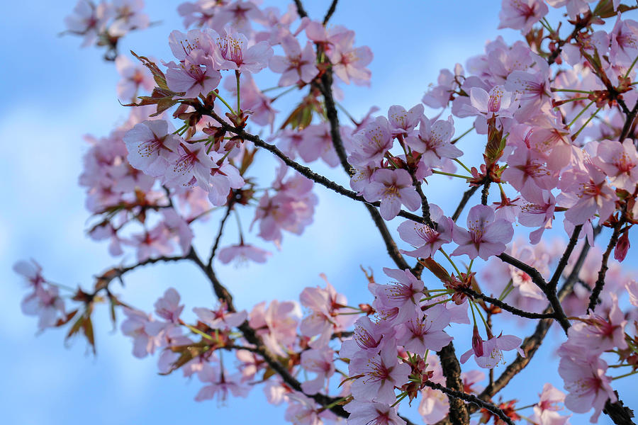 Cherry Blossoms In The Sky Photograph