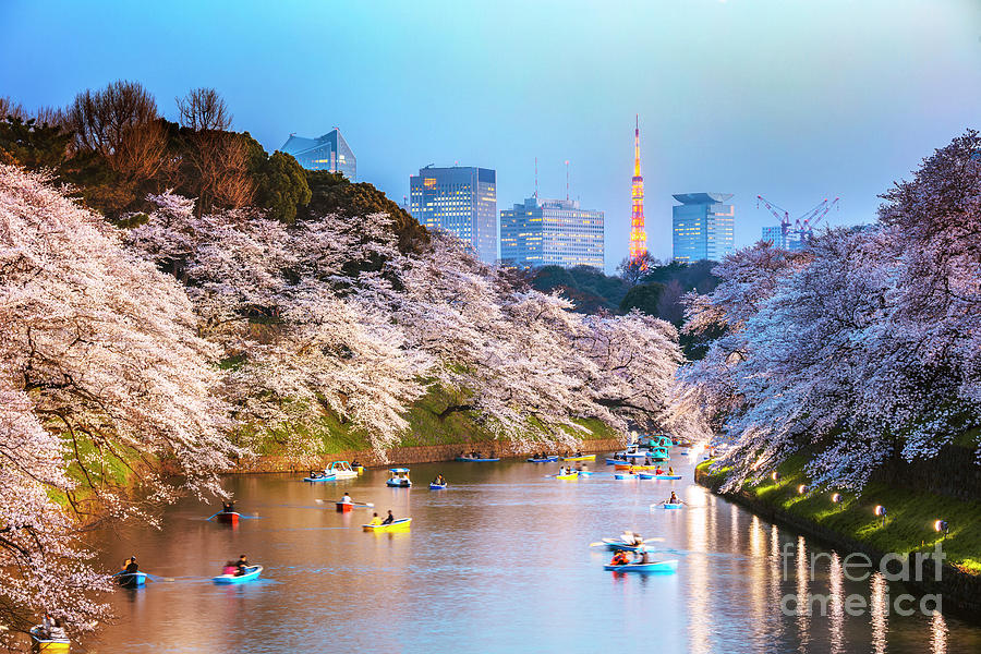 Cherry blossoms in Tokyo at sunset Photograph by Matteo Colombo