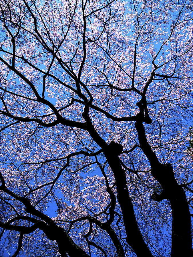 Cherry Blossoms In Whole Sky Photograph by I Love Photo And Apple.