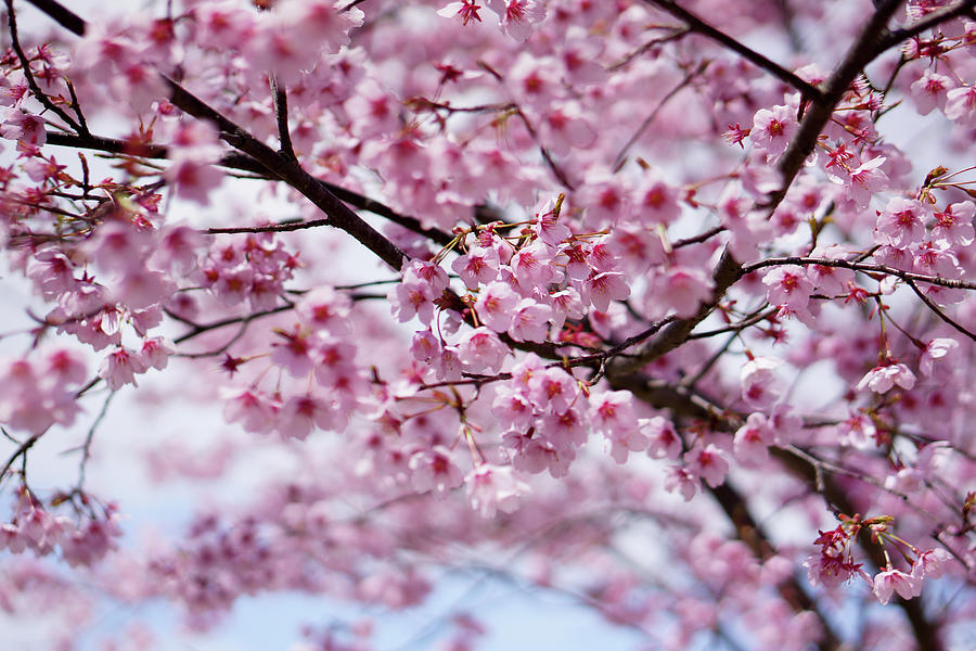 Cherry Blossoms Photograph by Invisiblea